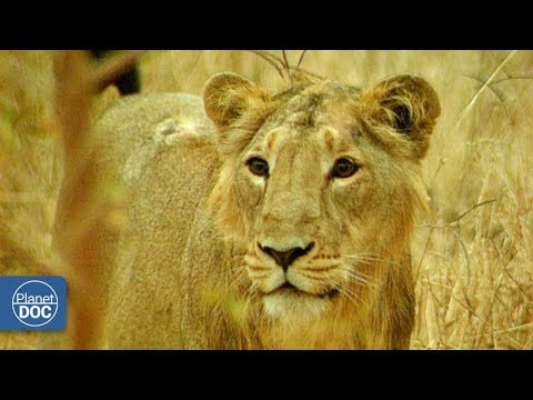 Documentary backdrop image for Gir: Last shelter of the Asian lion. Part 4 (2017)