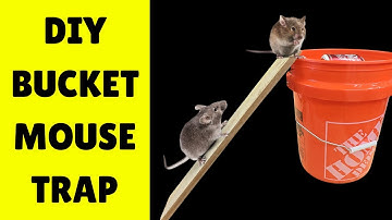 How I Made a Bucket Rat Trap