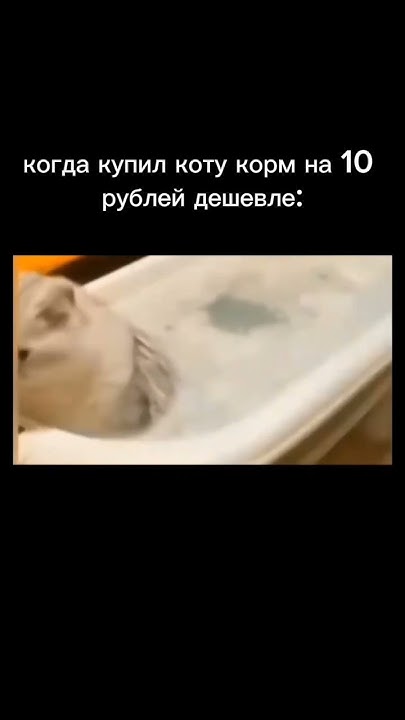 мемы с котиками #мем#meme#мемы#котики - YouTube