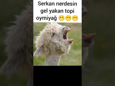 Serkan gel yakan