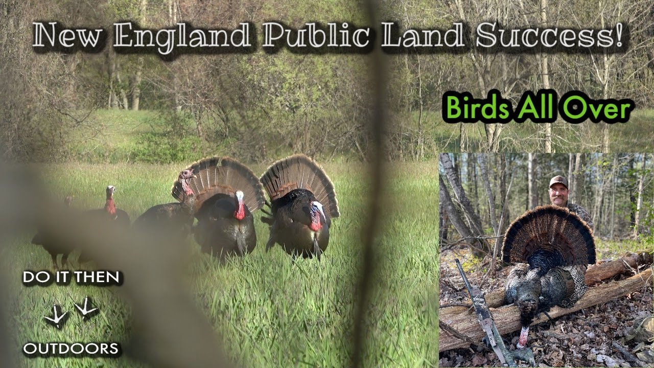 Turkey Hunting New England Epic Public Land Hunt Birds All Over