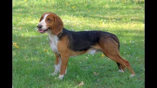 Brachet allemand: tout savoir sur cette race de chien (German Hound dog) [VF]
