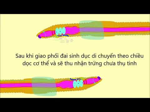Video Di Chuyển/Sinh Sản/Vòng Đời/vai Trò của Giun Đất/Sinh... - YouTube