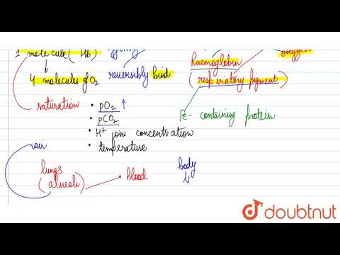 Video: Welke factor is gunstig voor de vorming van oxyhemoglobine in de longblaasjes?