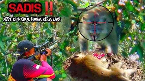 Pemburu semakin Brutal Bantai kera yang merugikan petani//Berburu kera liar