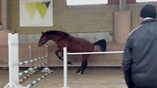 Corato (Arezzo VDL x Coriano Z)- free jumping 2024/03 by KS NAD WIGRAMI 59 views 1 month ago 20 seconds