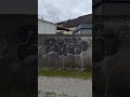 Graffiti! "ZREKO" (1) Bahnstrecke Mering Merching - Ist das Kunst oder kann das weg? / Is it art?