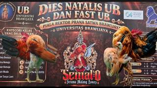 Live 🇮🇩 Kontes Kecantikan Ayam Serama Lokasi UNIVERSITAS BRAWIJAYA (Malang)