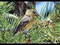 Red crossbill (Loxia curvirostra)  Σταυρομύτης - Troodos - Cyprus