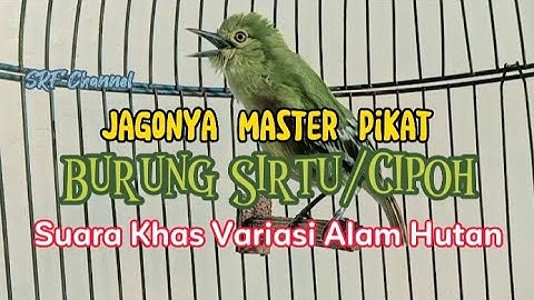PANCINGAN sirtu/cipoh untuk memancing emosi birahi #masteranburung#sirtugacor  @srfchannel3881
