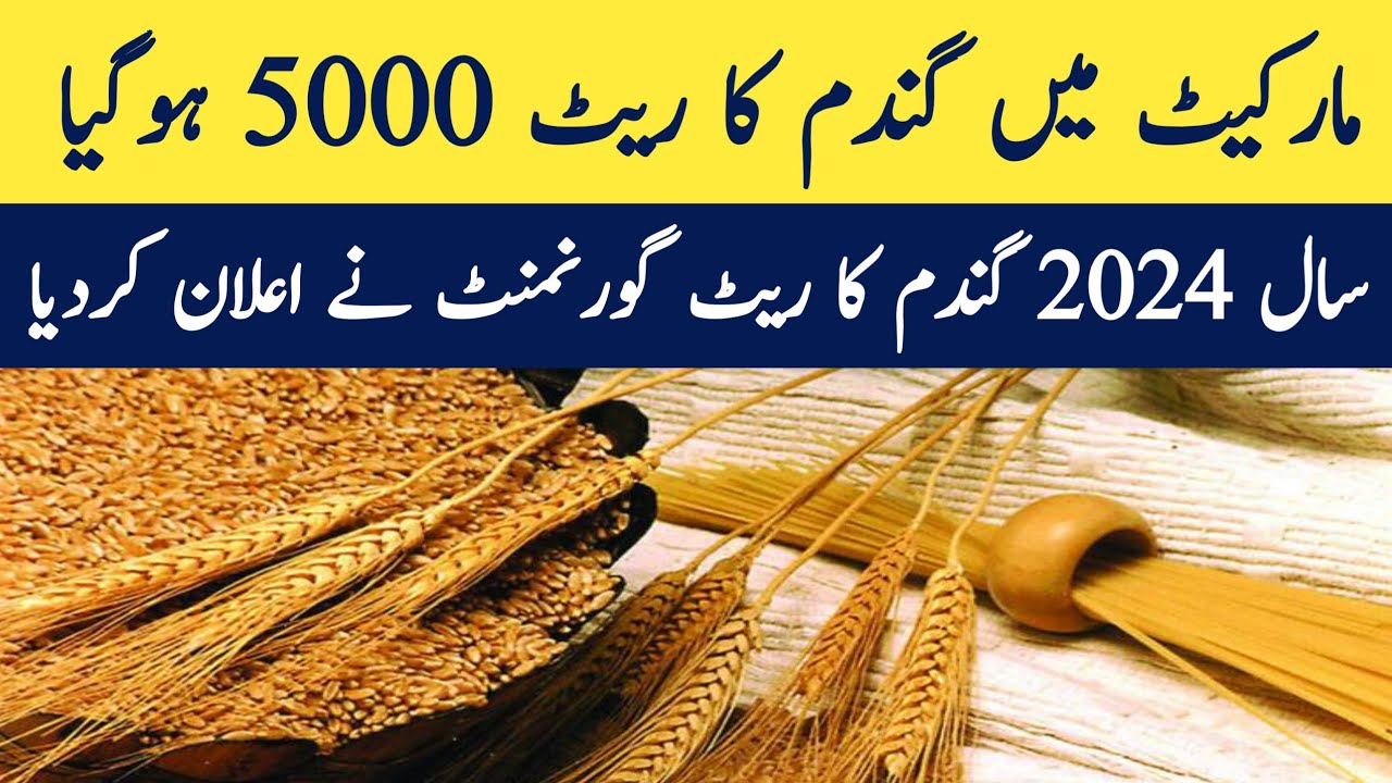 Today wheat price in pakistan 2024 - YouTube