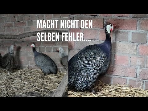 Video: Wo Kann Man Perlhuhn Kaufen?