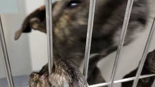 acs A663269 A663272
