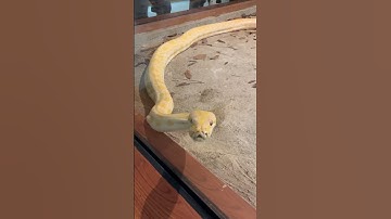 Albino Burmese Python #shorts #snake #albino #python