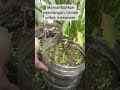 dengan memanfaatkan galon bekas kita bisa menanam sayuran dan cabe di pekarangan rumah.
