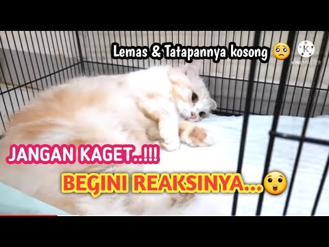 Video: Efek Samping Prednisone dalam Anjing