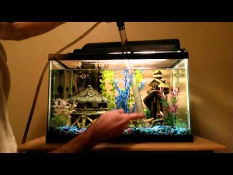 Performing A Freshwater Tank Water Change