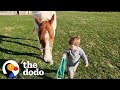Horse comes running when little boy calls her name  the dodo soulmates