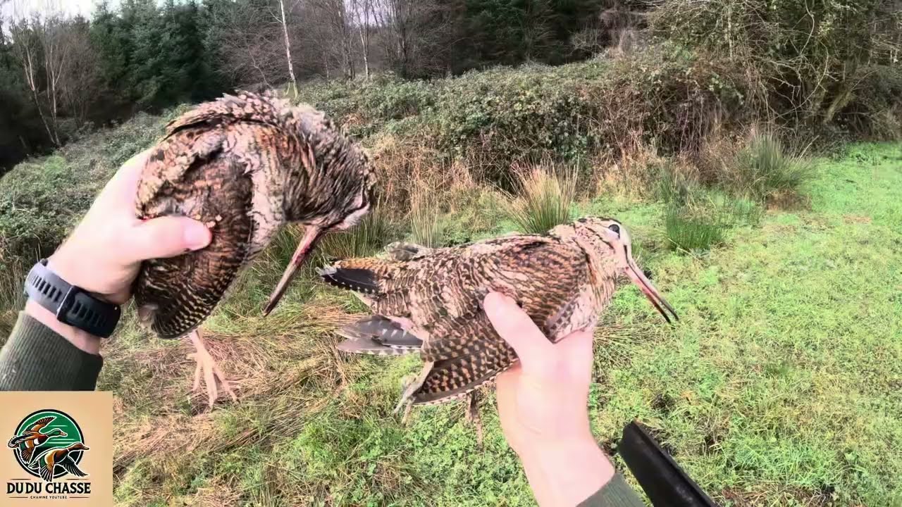 🇮🇪🪶Chasse à la bécasse Irlande 2024🪶🇮🇪