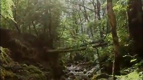 Kizoa Video Editor - Movie Maker: PETE DUEL- SALTWATER [2nd version]