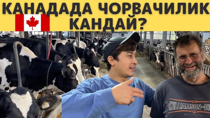 Мүшесі бар қыз жігітті трахает (порно видео) Нағыз секс түсірілімі