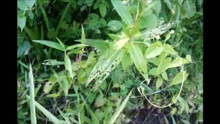 Persicaria Hydropiperoides - Dawundavao2018