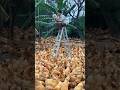 "Man on a Ladder Surrounded by Hundreds of Chickens Reading a Book in a Farm Setting.