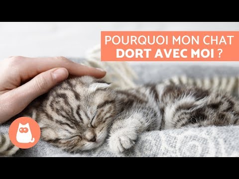 Pourquoi mon chat dort avec moi ? – 5 raisons que vous allez adorer !