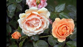 Motiva zenekar - Születésnapodra