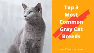 Top 3 Most Common Gray Cat Breeds @lifewithcatman1