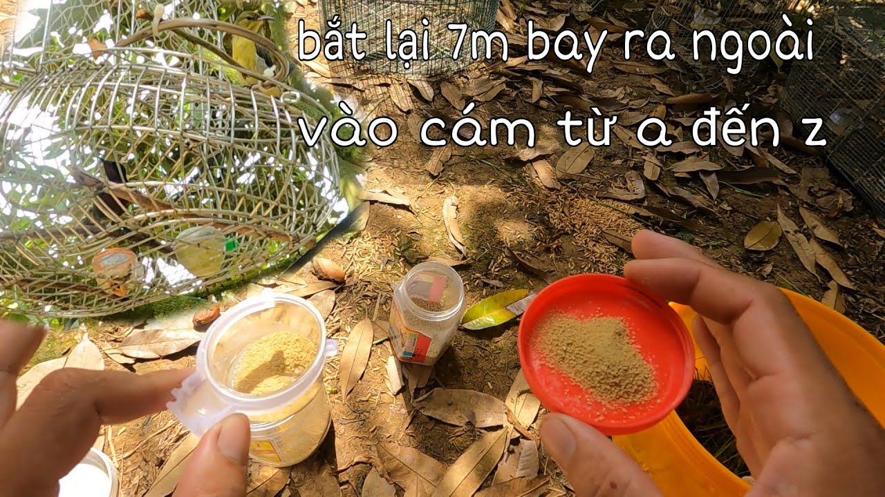 Bẫy Chim Hút Mật | Vào Cám Chim Hút Mật Từ A - Z, Bắt Lại Chim Mái Xổng Ra Ngoài