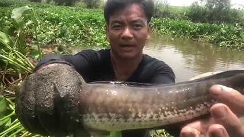 lưới cá và kết quả bất ngờ ,fish net,fishing, hai lúa nhà quê,;# 09