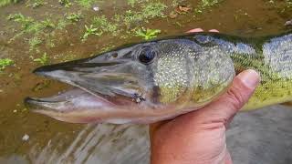 FLY FISHING-THE CREEL Vol 2 with Chris Walklet