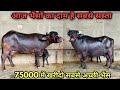 सिर्फ 75000 में खरीदो अच्छी भैंस!! 12 से 20 लीटर तक दूध। 4 buffalos for sale at low prices.