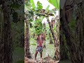 Cutting the Sweet Spot: Why Timing Banana Harvests Changes Everything