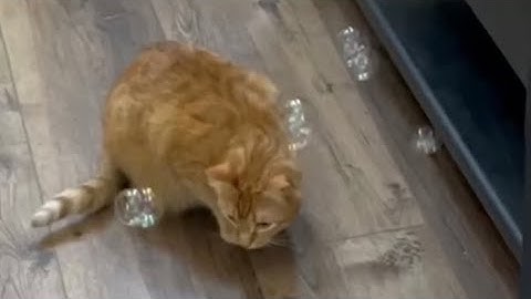 Insane Catnip Bubble Machine