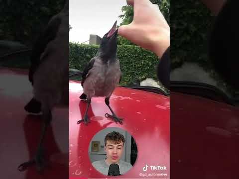 Vidéo: Quel oiseau a le même bec ?