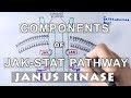 Components of JAK-STAT Pathway | JANUS KINASE & STAT