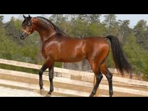 Horses - and their beauty,الخيول - وجمالها