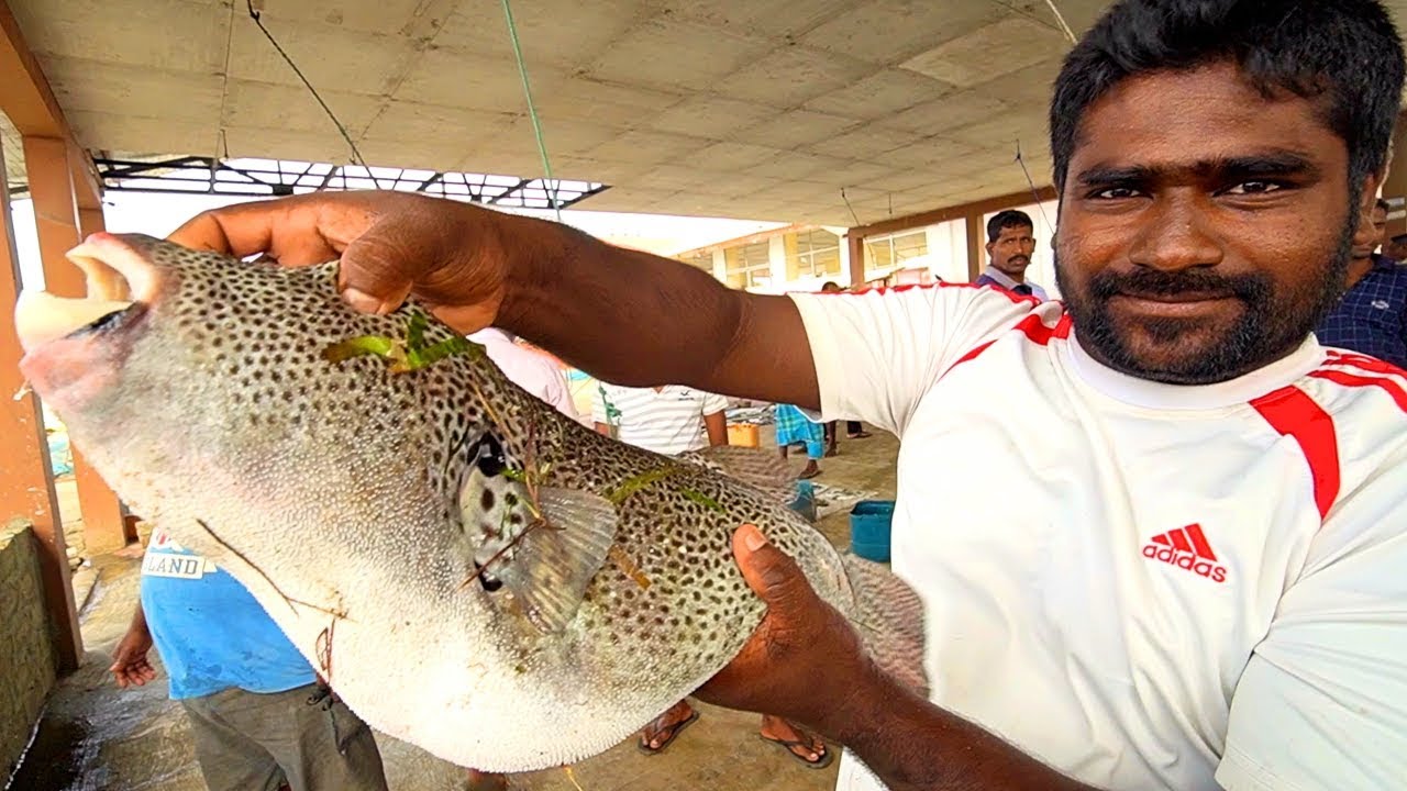 SRI LANKA Seafood Heaven in Jaffna!! SPICY Prawn CURRY + “Khool” Soup - Tamil Food in Sri Lanka! | Luke Martin