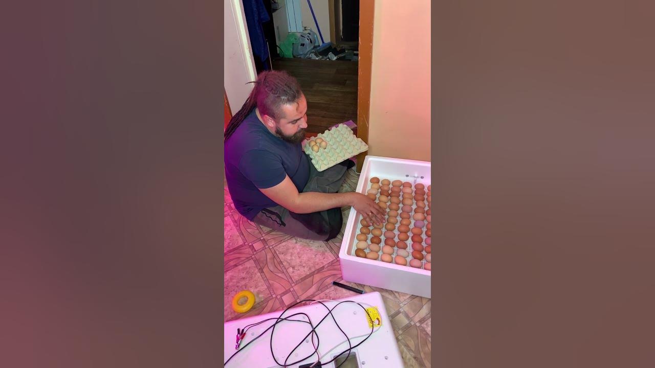 Первое инкубирование, инкубатор несушка 104 яйца - YouTube