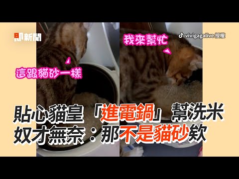 虎斑貓「進電鍋」幫洗米：這不是貓砂😅？｜寵物動物｜貓咪｜精選影片