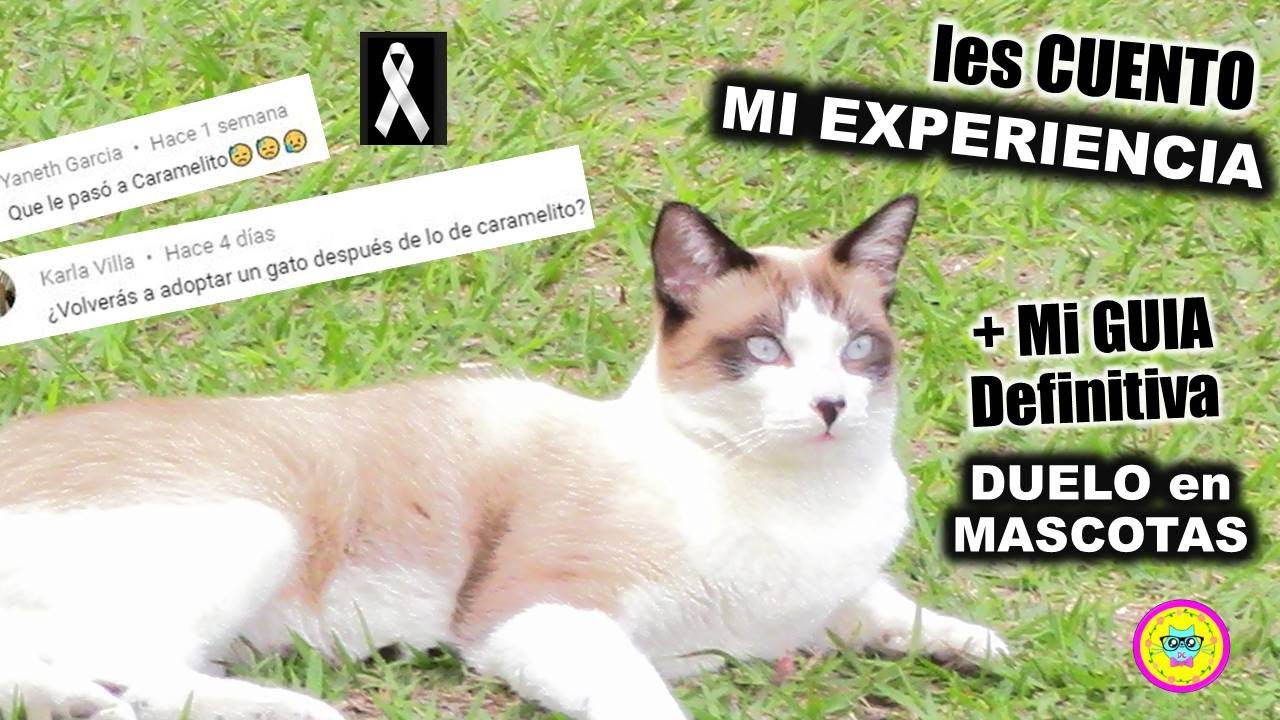 🎗Cómo SUPERAR la muerte de tus MASCOTAS. Mi EXPERIENCIA con mi gato ...