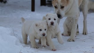 Щенки Алабая 2 месяца // Среднеазиатская овчарка Щенки Алабая 2 месяца // Среднеазиатская овчарка
