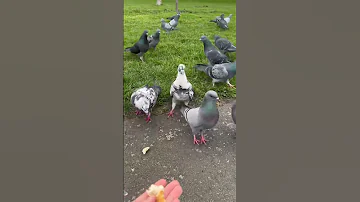 Дикие голуби!🐦