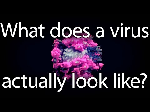 What does a virus actually look like?