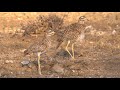 Spotted Thick-knee in Kenya
