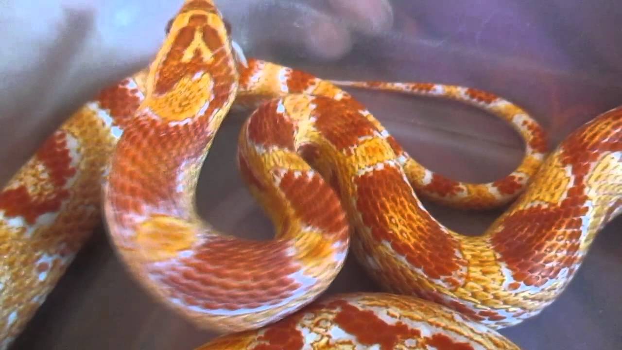 reptiles en ligne Oh No You're Not I'll Mess You Up !!