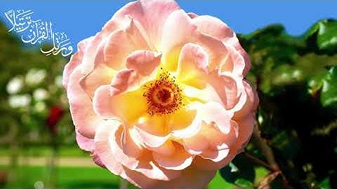 سورة الاعلى القارئ عبدالرحمن مسعد أرح قلبک