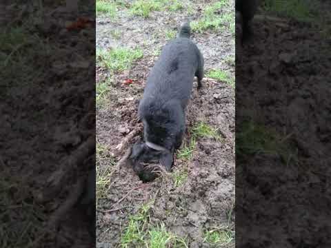 My Patterdale Belle ripping roots out.....